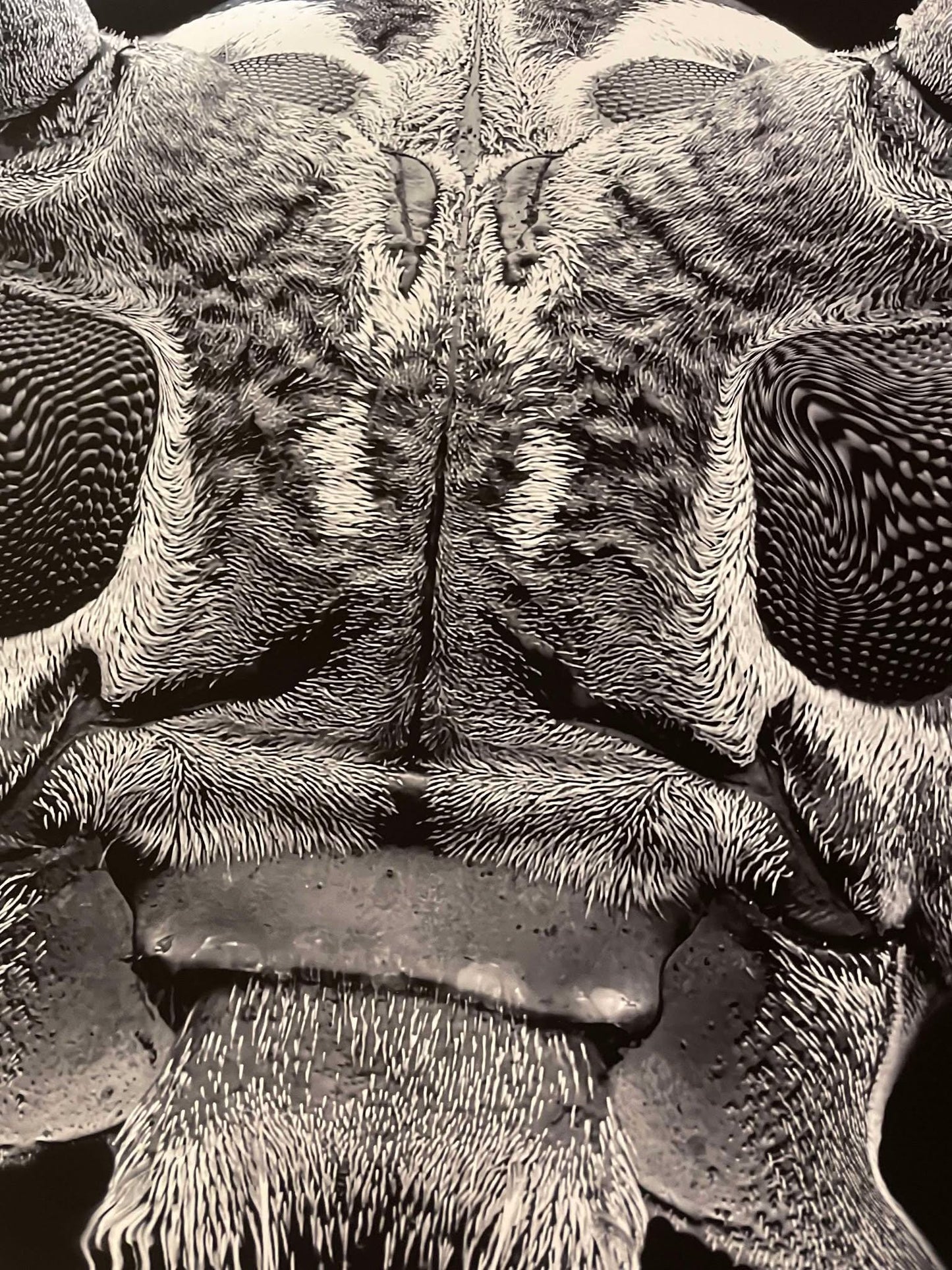 Meet The Beetle 17x17 Main Edition Art Print